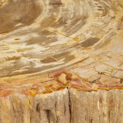 Petrified wood coffee table with round irregular top and slanted metal legs, offering a minimal and nature-inspired design.
